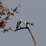 Black-shouldered Kite (Elanus caeruleus)