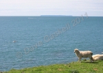 Lundy Sheep  Canoe IMG_1833 1