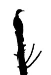 Cormorant Silouette
