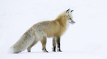 Red Fox