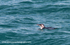NZ011: Blue Penguin