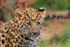 Amur Leopard cub close-up at the Big Cat Sanctuary