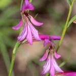 Field Gladiolus (Gladiolus italicus syn. G. segetum)