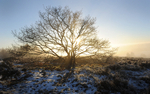 Gentleshaw Common
