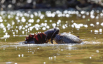 Giant Otter