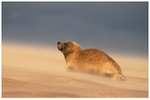 Sandstorm Seal