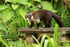 White-nosed Coati, Del Toro waterfall gardens, Costa Rica