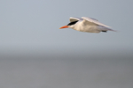 Royal Tern (breeding adult) gliding close by, Fort De Soto, Florida