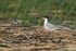 Forster's Tern (adult) on ground, Minnesota