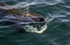 Basking Shark, Isle of Mull, Scotland