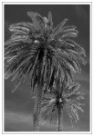 Two Palms