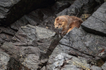 Marine Otter between rocks, Chanaral Island, Chile
