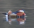 Mandarin