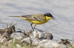 Black Headed Wagtail