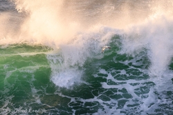 Gannet & Wave