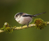 LONG TAILED TIT REF LTT 3