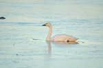 Bewick's Swan