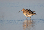 Curlew - Numenius arquata