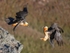 Bearded Vultures