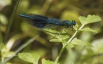 Banded Demoiselle