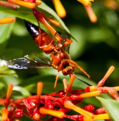 AnimalsCreatures _0034