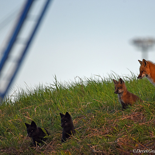 A red fox family coexists with man & industry amid a busy seaport and the highest tides in the world.