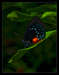 Atala Butterfly