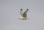 Kittiwake