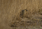 BITTERN, LEIGHTON MOSS, JAN 2011