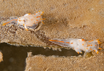 Polycera quadrilineata