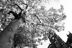 St Michael's church yard (2)