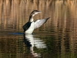 Great Northern Diver
