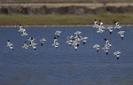 Avocets
