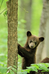 Black Bear cub standing upright, Minnesota, USA