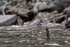 Neotropic Cormorant surfaces with full gullet, Chanaral Island, Chile