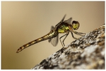 Common Darter Preying on Headstone
