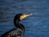 Cormorant