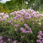 Mediterranean thyme (Thymus captitatus) 