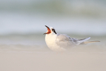 Forster's Tern portfolio