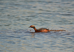 Slavonian Grebe