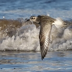 Grey Plover (Pluvialis squatarola)