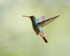 Rufous-tailed Hummingbird hovering, Boquete, Panama