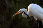 Great Egret scratching late afternoon, Venice Rookery, Florida