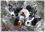 X3  The Bark Quintet
