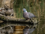Woodpigeon