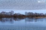 Starling Murmurations, Avalon Marshes_GS1095