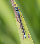 Blue Tailed Damselfly.