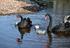 Black Swans Dawlish 5