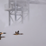 Common Mergansers Reversing Falls