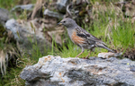 Alpine Accentor
